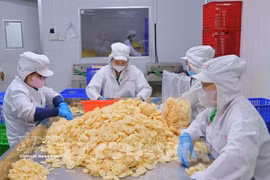 Workers process lotus roots for export at a plant. (Photo: VNA)