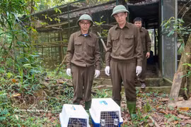 All the animals underwent health checks and assessments of their ability to adapt to the natural environment before being safely released. (Photo: VNA) 