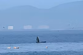 A whale is spotted in Nha Trang bay. (Photo published by VNA) 