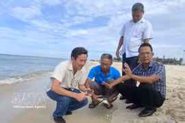 After undergoing a health check by staff of the Con Co Island Marine Protected Area Management Board, the sea turtle was released back into its natural habitat in the presence of local residents and tourists. (Photo: VNA) 