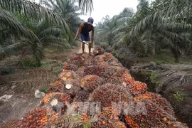 Workers harvest oil palm fruit at a plantation in Pelalawan, Riau Province, Indonesia. (Photo: AFP/VNA)