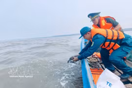 On September 14, the Tan An Commune Military Command, in coordination with Tam Giang Tay Border Guard Station, also releases a 3kg green turtle into its natural habitat. (Photo: VNA) 