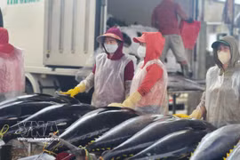 Israel is Vietnam's largest importer of tuna in the Middle East. (Photo: VNA) 