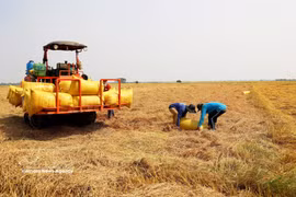 Farmers harvest rice in An Giang province. (Photo: VNA)