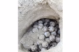 A sea turtle nest found at Mui Tau Beach on Hon Cau Island after a night of rain. (Photo: VNA)