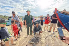 Fisherman Tran Phuong Nam discovered a sea turtle entangled in his fishing net while fishing off the coast of Ho Tram commune, Ho Chi Minh City, on June 4. (Photo: VNA)