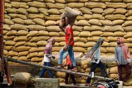 Workers transport rice at a warehouse in Jalandhar city, India. (Photo: ANI/VNA)