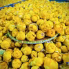The golden camellia, a valuable medicinal plant, is widely cultivated in Thai Nguyen province. (Photo published by VNA)