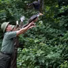 (Photo: Jungle Boss)