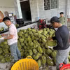 India's opening of its market to Vietnamese durian is a notable development that creats new opportunities for producers and exporters in both countries. (Photo: VNA)