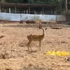 Animals at the semi-wild zone of the Centre for Tourism Promotion, Rescue, and Conservation under Bu Gia Map National Park in Dong Nai city (Photo: VNA)