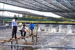 An ultra-intensive shrimp farming model linked with environmental protection in Ca Mau province. (Photo: VNA)