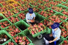 Preliminary processing of dragon fruit for export packaging. (Photo: VNA)