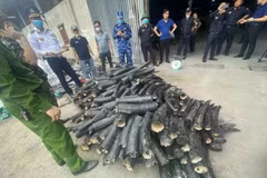 Seized ivory confiscated by authorities at Lach Huyen International Port in Hai Phong. (Photo: VNA)