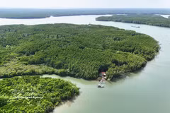 Can Gio mangrove forest, a vital carbon sink ecosystem, helps generate carbon credits to support the operation of Vietnam's carbon market. (Photo: VNA)
