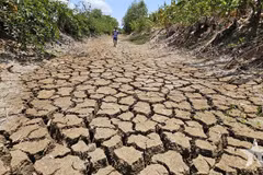 The Suon canal running through Tan Tap commune, Can Giuoc district, Long An province dries up due to prolonged drought and salinity, 2024. (Photo: qdnd.vn) 