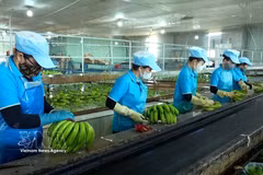 Workers at Hoang Anh Gia Lai Group handle bananas before packaging them for export. (Photo: VNA)