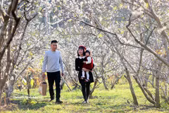 Visitors explore blooming plum orchards in Hom hamlet, Chieng Coi ward, Son La province. (Photo: VNA)
