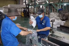 Workers of Phuoc Thanh II Co., Ltd. package rice for export. Photo: VNA)