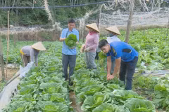 Moc Chau works hard toward organic agricultural exports