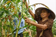 The uniquely sweet and fragrant corn sustains generations and becomes a signature specialty of the region. (Photo: VietnamPlus)