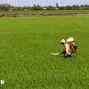 Farmers tend to rice crops in Can Tho city. (Photo: VNA) 