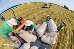 Rice exports reach 1.57 billion USD in first four months, but challenges remain