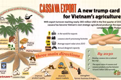 Cassava exports — Vietnam’s new “trump card” for agriculture