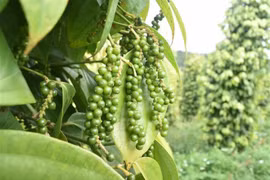 Dak Nong is one of the leading provinces in Vietnam for pepper production. (Photo: VNA)