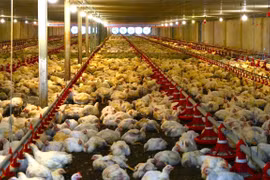 Advanced technology is widely applied at concentrated livestock farms in Tay Ninh. (Photo: VNA)