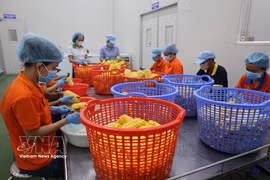 Pre-processing fruits for juice production at Wana Beverage JSC, Chau Duc Industrial Park, Ho Chi Minh City. (Photo: VNA)