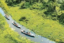 Visitors explore the Tra Su cajuput forest in An Giang province. (Photo: Tra Su Tourism Area)