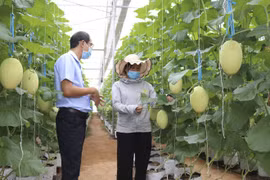 Promoting smart and sustainable agriculture is a top priority within Vietnam’s strategy for sustainable agricultural and rural development for the 2021–2030 period, with a vision to 2050. (Photo: VNA)