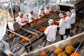 Workers process pineapples for export at Dong Giao Foodstuff Export JSC in Ninh Binh province. (Photo: VNA)