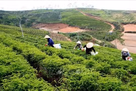 By 2025, Lam Dong province’s tea cultivation area shrinks to about 12,000 ha of raw material zones. (Photo: VNA)