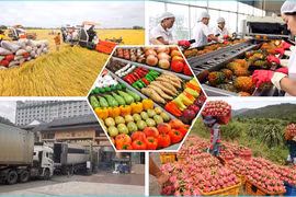 Vietnam to diversify markets for agricultural products amid global trade shifts. (Photo: VNA)