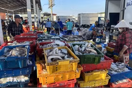 Fishing vessels unload catch at Tac Cau Fish Port in Chau Thanh district, Kien Giang province. (Photo: VNA)