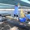Viet-Uc Phu My Co. launches high-quality whiteleg shrimp farming on 7.5 ha using new technology in Gia Lai. (Photo: VNA)