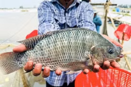 According to the Vietnam Association of Seafood Exporters and Producers (VASEP), citing customs data, Brazil accounted for more than 50% of Vietnam's total tilapia export value during the six-month period. (Photo taichinhdoanhnghiep.net.vn)