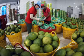 Green-skinned pomelos are dried after washing before being packaged for export at the Vina T&T Group processing facility in Vinh Long province. (Photo: VNA)