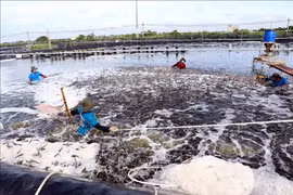 Hi-tech shrimp farming in Soc Trang (Photo: VNA)