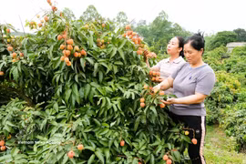 Harvesting lychees in Bac Ninh (Photo: vNA)