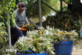 A farmer in Tan Phuoc 3 commune, Dong Thap province, harvest pineapples. (Photo: VNA)