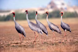 Sarus cranes in their natural habitat at the Tram Chim National Park (Photo: laodong.vn)