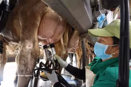 Milk collection at a dairy farm operated by Vinamilk at the Nhon Tan concentrated farming zone in An Nhon Tay commune, Gia Lai province. (Photo: VNA)