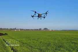 Using drones to spray pesticides in the An Nhut rice fields in Long Dien commune of Ho Chi Minh City. (Photo: VNA)