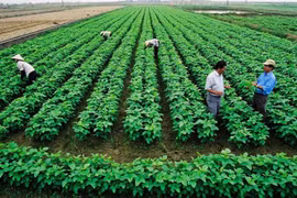 It has become essential for cooperatives in Vietnam to shift toward clean production, adopt technology, ensure traceability, and participate in the carbon credit market. (Photo: vneconomy.vn)