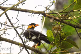 Yeng is found in Dakrong Nature Reserve (Photo: VNA)
