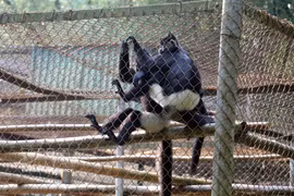 White-rumped langurs are rescued and conserved at the Endangered Primate Rescue Centre (EPRC) in Cuc Phuong National Park. (Photo: VNA)