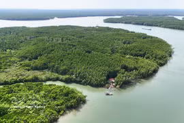 A view of the Can Gio mangrove forest, a crucial "carbon sink" ecosystem that contributes to generating carbon credits for operating Vietnam's carbon market. (Photo: VNA)